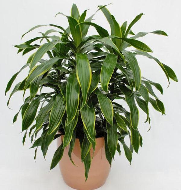 Dracaena deremskaya