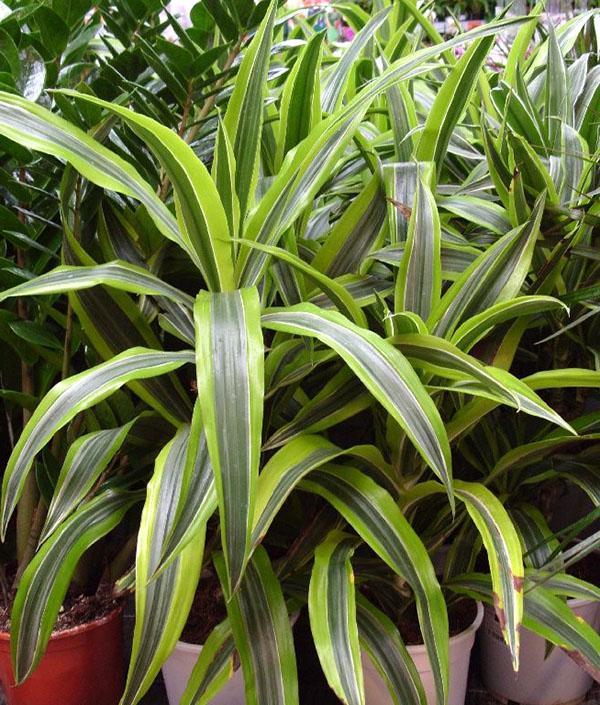 Dracaena Deremskaya Citron Lime