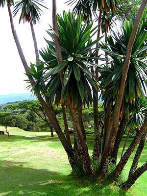 Dracaena à l'état sauvage