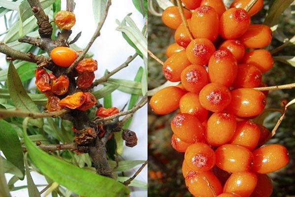 tales bayas no se utilizan para la preparación de aceite de espino amarillo