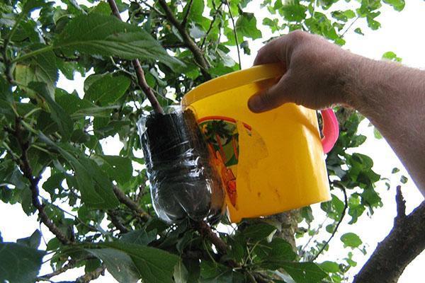 método de cría de árboles frutales