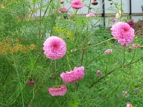 kosmeya dans le parterre de fleurs