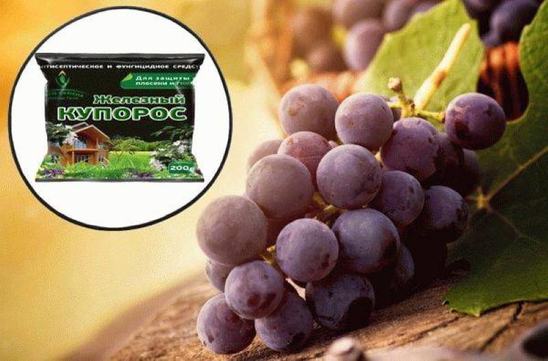 ¿Para qué sirve el tratamiento de la uva con vitriolo de hierro?