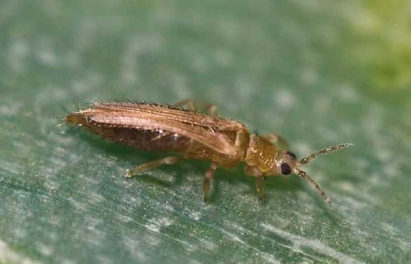 thrips du tabac