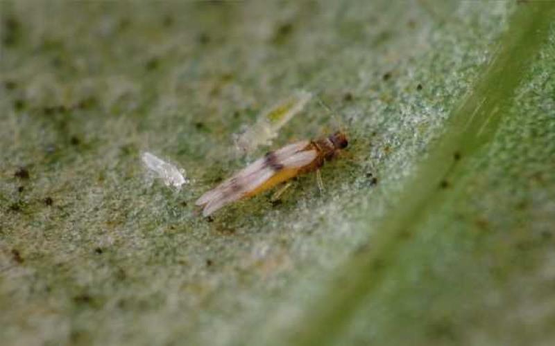 thrips dracaena