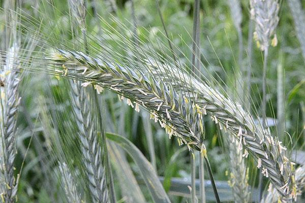 épis de triticale d'un hybride de seigle et de blé