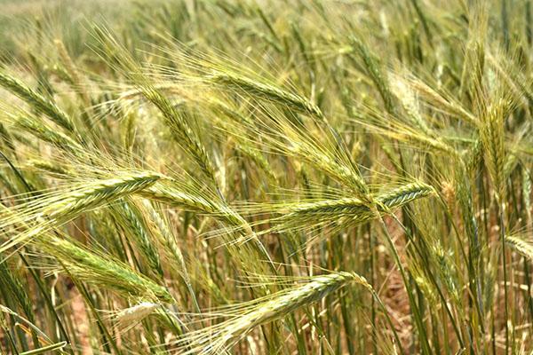 culture du triticale (hybride de seigle et de blé)