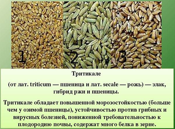 caractéristiques du triticale