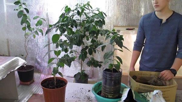 cultivando un cafeto