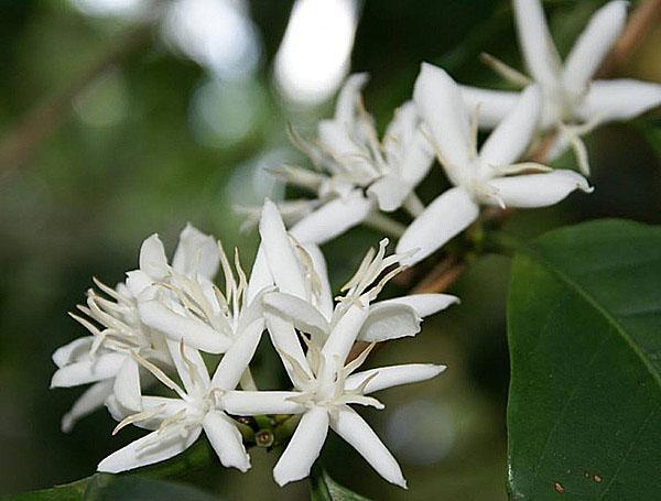 flores blancas como la nieve del cafeto