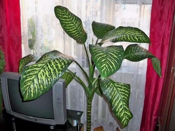dieffenbachia à l'intérieur