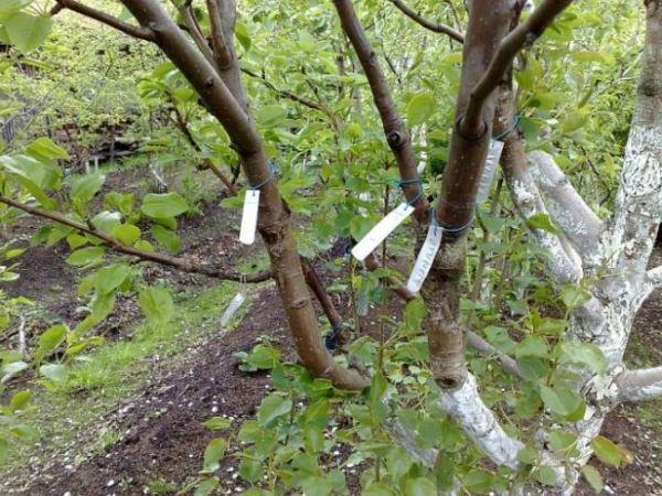 Plaques sur les branches d'un arbre greffé