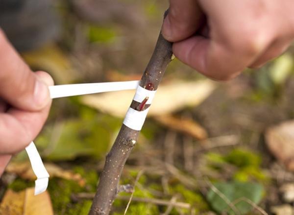 Greffer une variété sur un arbre