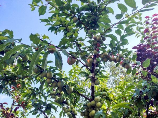 Greffe sur une variété très résistante à l'hiver