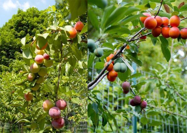 Plusieurs variétés sur une seule plante