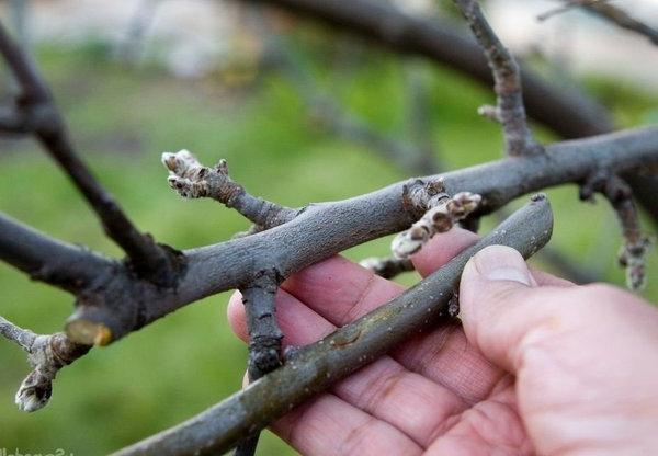 Nous plantons une nouvelle variété sur le stock