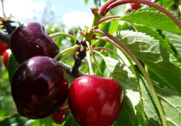 Cerise variétale