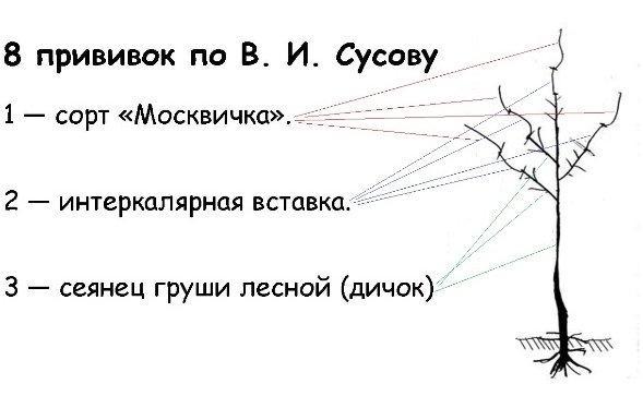 Dessin de vaccination selon Susov