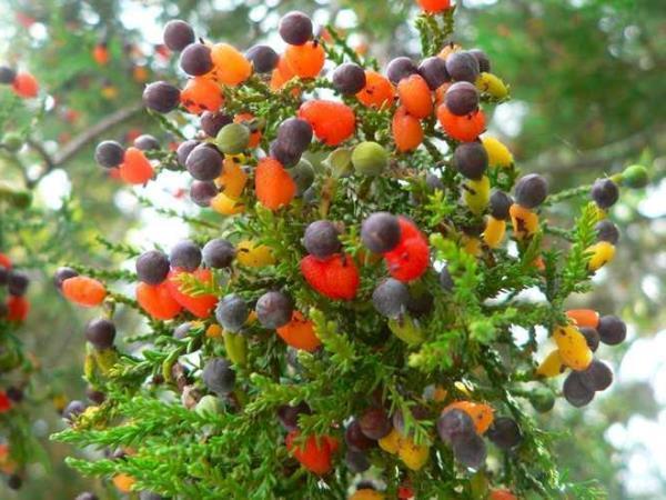 Jardin d'arbres