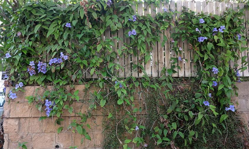 Floraciones de Tunbergia