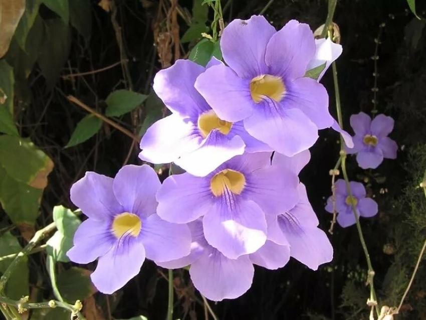 Flor de tunbergia