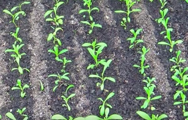 cultivo de claveles turcos en invernadero