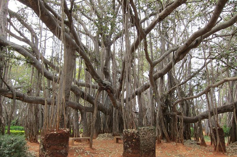 ficus du Bengale