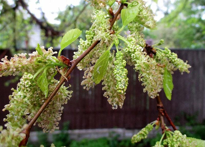 mûrier en fleurs