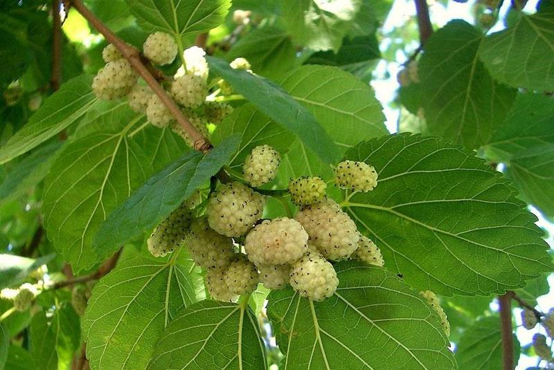 mûrier blanc