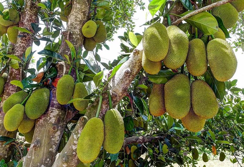 fruit à pain