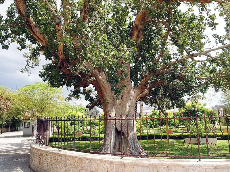 árbol de higo