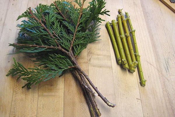 preparación de esquejes de thuja para propagación