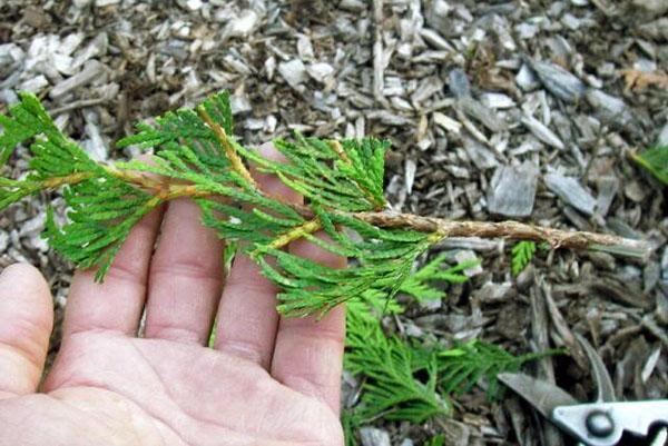 preparación del esqueje para plantar
