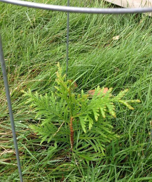 plantar esquejes de thuja en campo abierto