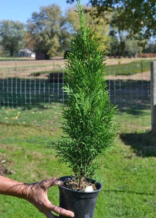 retoño de thuja de esquejes