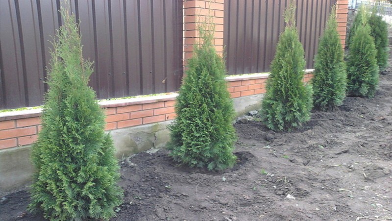 où planter le thuya