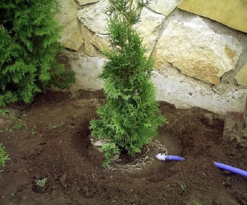 comment planter du thuya