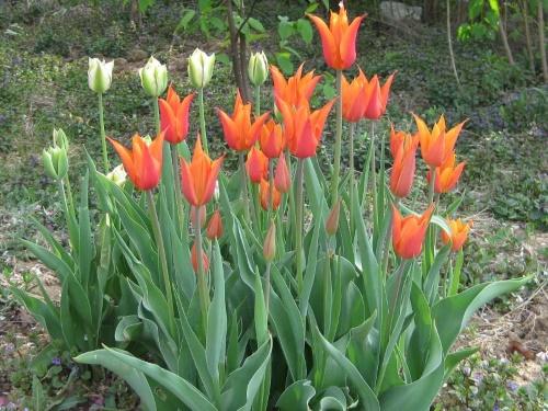 cama de flores con tulipanes