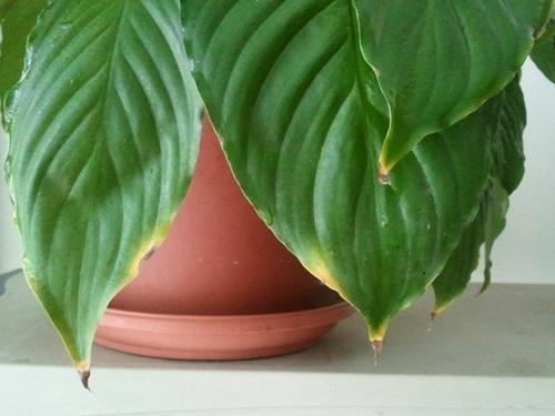 spathiphyllum en una olla