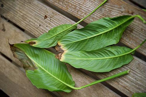 Les feuilles noircissent à cause des coups de soleil