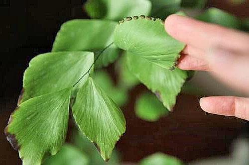 Un besoin urgent de traiter la plante avec des moyens spéciaux