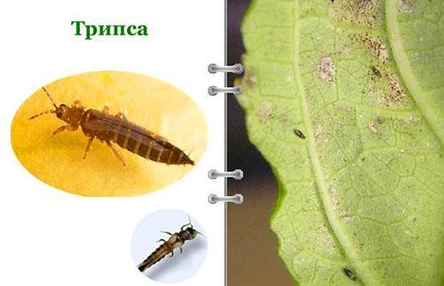 Para eliminar trips, use insecticidas.