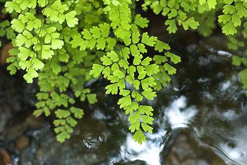 Adiantum capillus-veria (helecho de culantrillo de Venus)