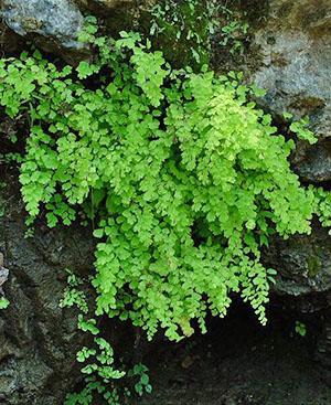 Maidenhair parmi les rochers