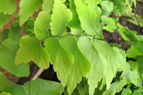 Les feuilles fanées indiquent des problèmes de plantes.