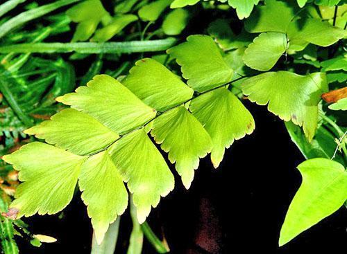 Les pointes des feuilles sèchent