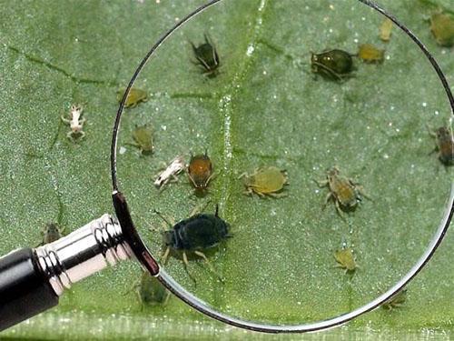 Daño de insectos a las placas de las hojas