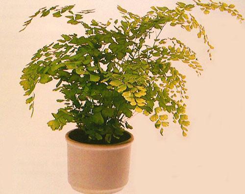 Habitación maidenhair