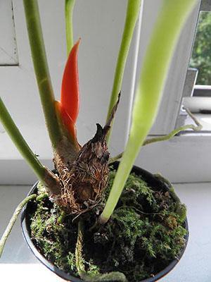 Après des mesures de restauration, l'anthurium libère une nouvelle inflorescence