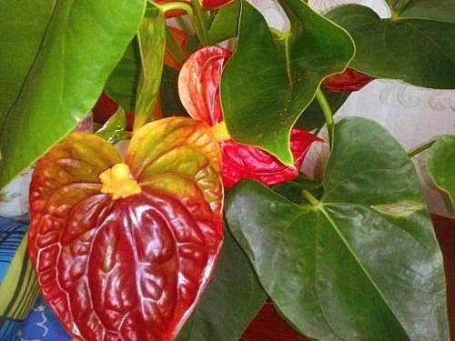 Un anthurium adulte fleurit